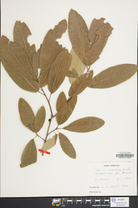 Quercus imbricaria image