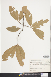 Quercus imbricaria image