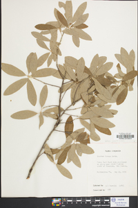 Quercus incana image