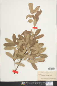 Quercus incana image