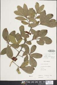 Quercus laurifolia image