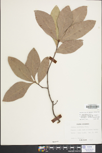 Quercus laurifolia image