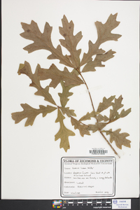 Quercus lyrata image