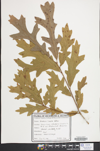 Quercus lyrata image