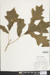 Quercus lyrata image