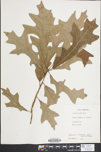 Quercus lyrata image