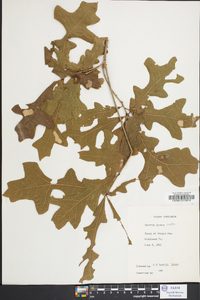 Quercus lyrata image