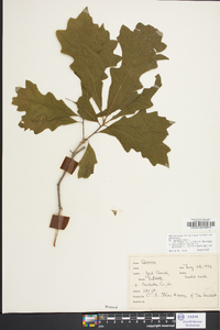 Quercus lyrata image