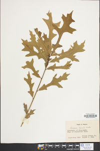 Quercus lyrata image