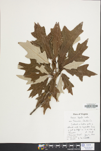 Quercus lyrata image