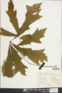 Quercus lyrata image