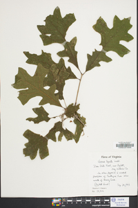 Quercus lyrata image