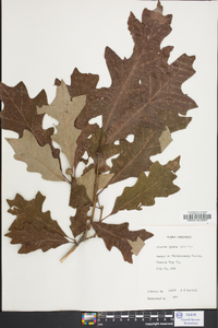 Quercus lyrata image