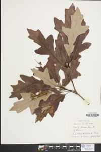 Quercus lyrata image