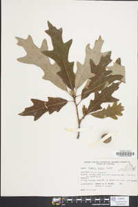 Quercus lyrata image