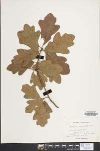 Quercus margaretta image