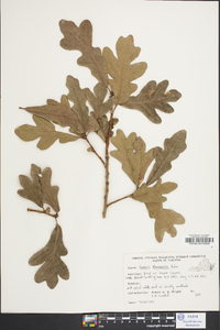 Quercus margaretta image