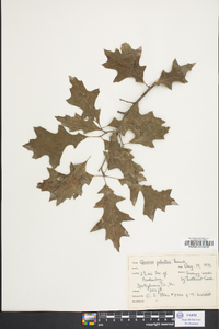 Quercus palustris image