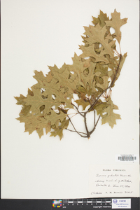 Quercus palustris image