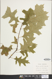 Quercus palustris image