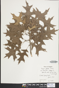 Quercus palustris image