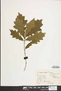 Quercus palustris image