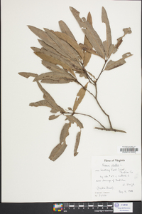 Quercus phellos image