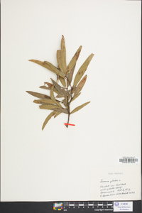 Quercus phellos image