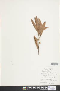 Quercus phellos image