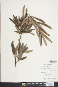 Quercus phellos image