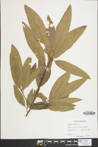 Quercus phellos image