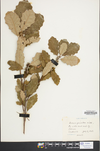 Quercus prinoides image