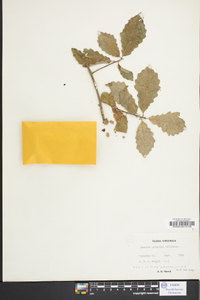 Quercus prinoides image