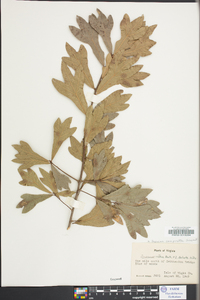 Quercus x comptoniae image