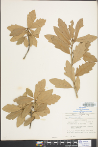 Quercus x comptoniae image