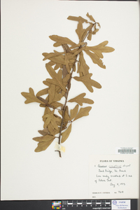 Quercus x comptoniae image