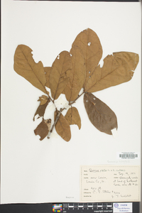 Quercus x comptoniae image