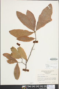 Quercus x comptoniae image