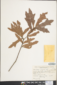 Quercus x ludoviciana image