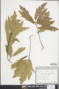 Quercus x ludoviciana image