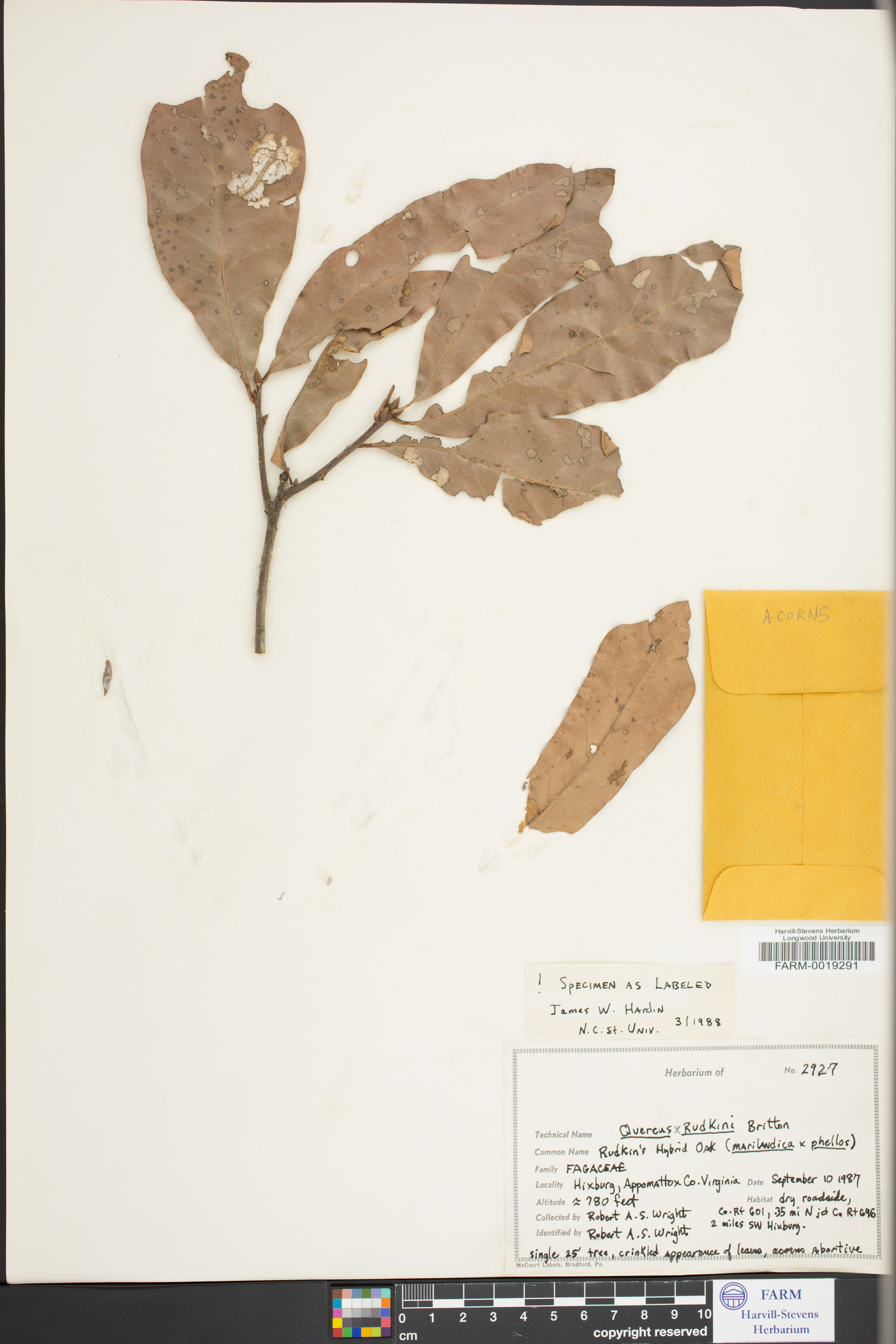 Quercus x rudkinii image