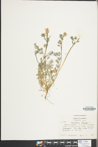 Corydalis flavula image