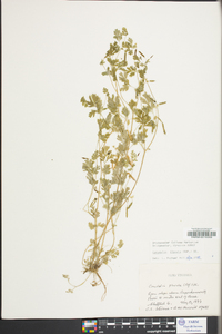 Corydalis flavula image