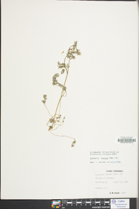 Corydalis flavula image