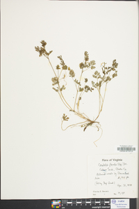 Corydalis flavula image