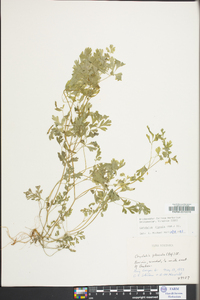 Corydalis flavula image