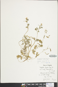 Corydalis flavula image