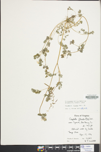 Corydalis flavula image