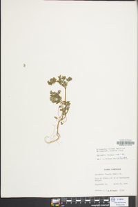 Corydalis flavula image