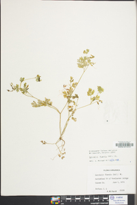 Corydalis flavula image